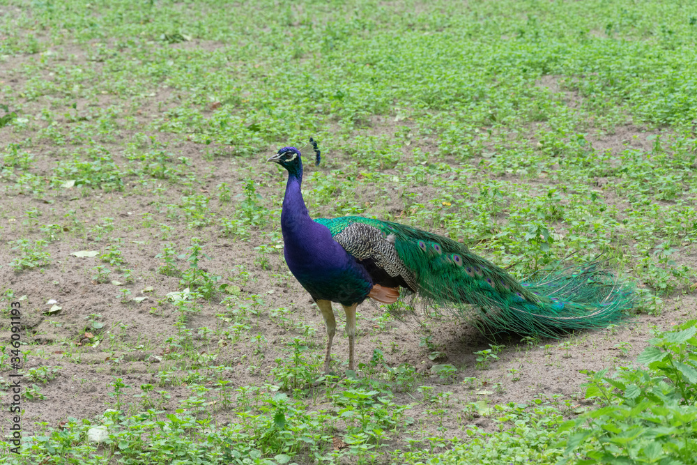 Fototapeta premium A peacock in full profile in a green meadow