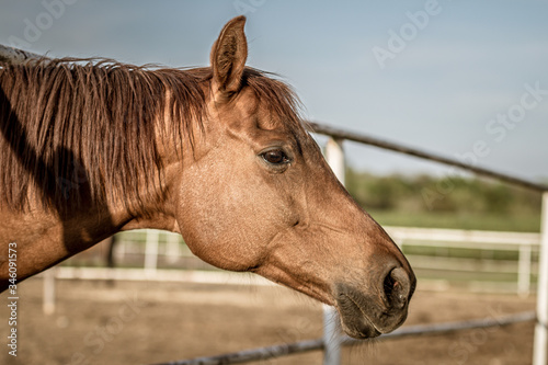 koń maści kasztanowatej na farmie © Henryk Niestrój