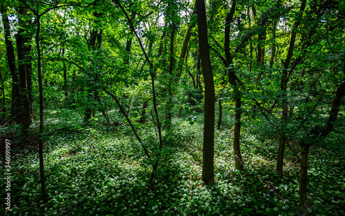 green spring forest