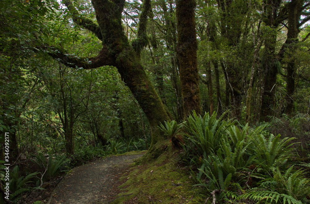 Fototapeta premium Coal Creek Falls Walk near Runanga on West Coast on South Island of New Zealand 