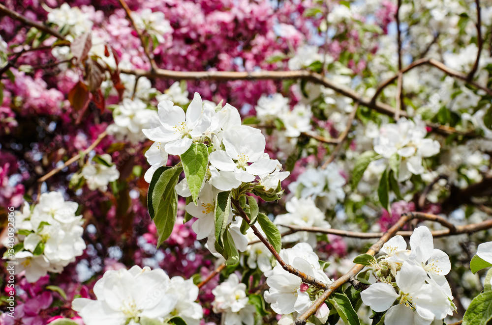 Beautiful white and pink apple blossom.Flowering apple tree.Fresh spring background on nature outdoors.Soft focus image of blossoming flowers in spring time
