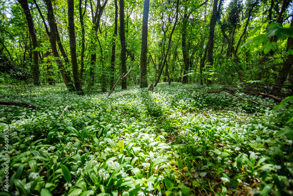 spring green forest