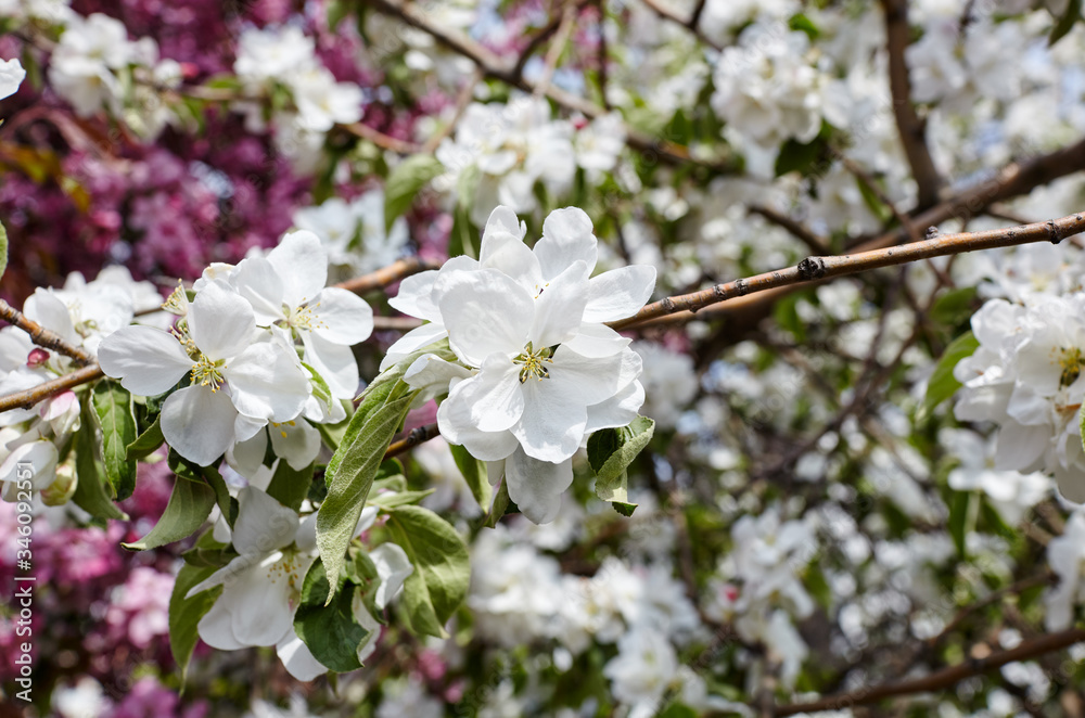 Beautiful white and pink apple blossom.Flowering apple tree.Fresh spring background on nature outdoors.Soft focus image of blossoming flowers in spring time Beautiful white and pink apple blossom.Flowering apple tree.Fresh spring background on nature outdoors.Soft focus image of blossoming flowers in spring time