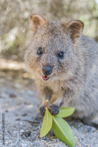 Smiling Australian quokka on Rottnest Island. Wild animal enjoying a sunny day with a plant on its hand. Happiest animal on earth. Quokka eating.