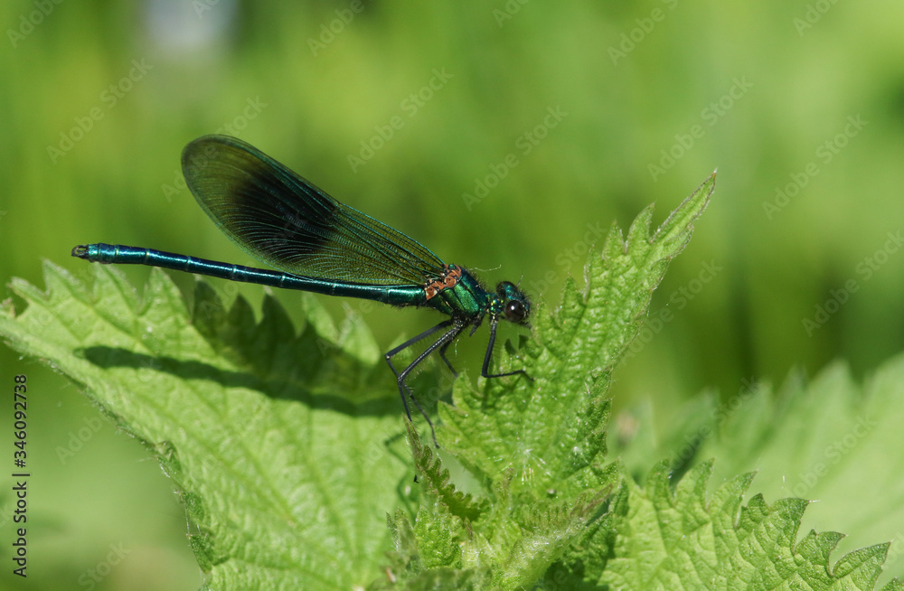 A newly emerged male Banded Demoiselle Dragonfly, Calopteryx splendens, perching on a Stinging nettle leaf in Spring. A newly emerged male Banded Demoiselle Dragonfly, Calopteryx splendens, perching on a Stinging nettle leaf in Spring.