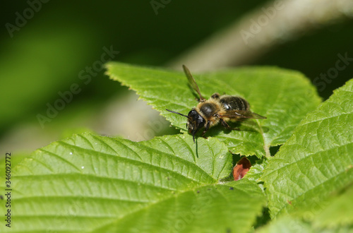 A bee perching on a leaf in spring in the UK. 