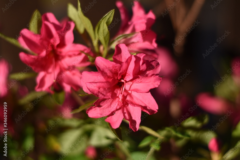 Obraz premium Blühende Azalee