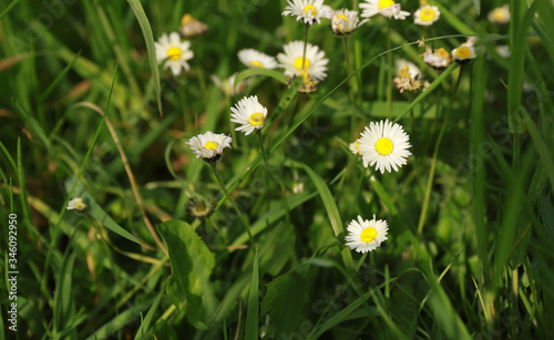small white camomile in the green grass  summer time