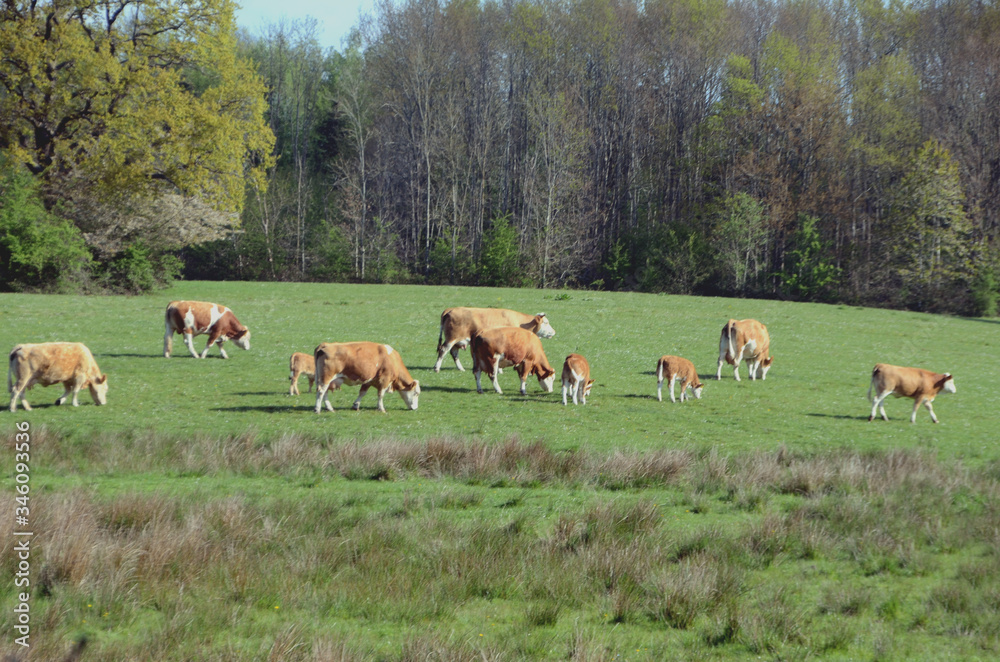 Fototapeta premium Brown cattle grazing in a field in spring