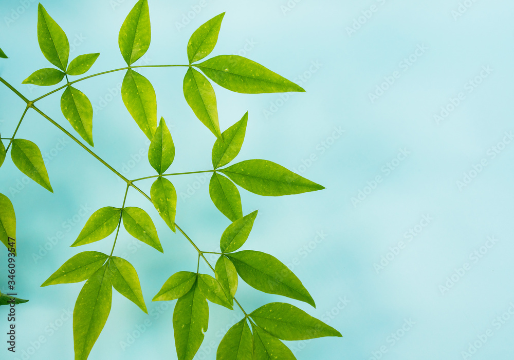 Green leaves on blue background Green leaves on blue background