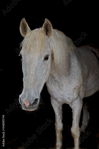 Portrait von einem spanischen Pferd.