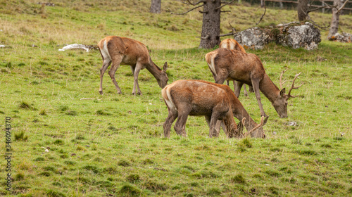 A group of young deers in a green alpine pasture;