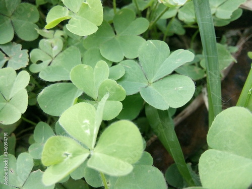close up of green leaves