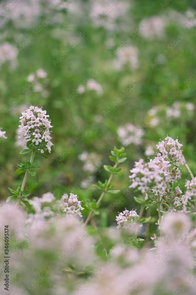 Obraz premium thymus longicaulis