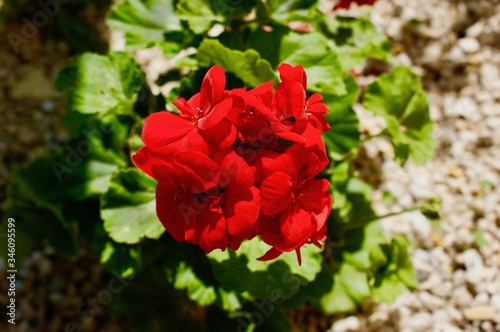 Red Geranium