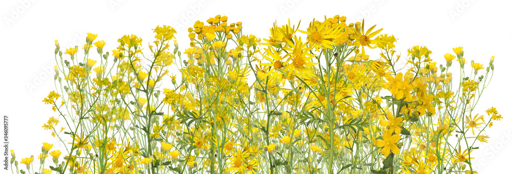 large group of wild yellow flowers on white