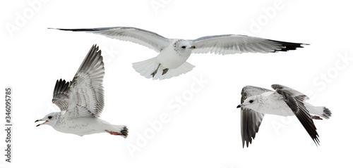 three young European herring gulls flight isolated on white