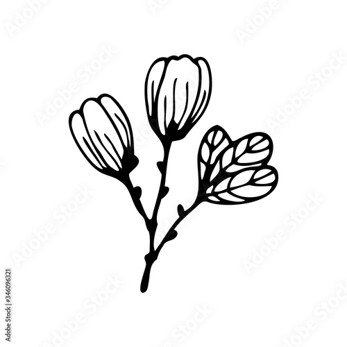 Hand drawn a branch of a flowering tree isolated on a white background. Doodle, simple outline illustration. It can be used for decoration of textile, paper and other surfaces.