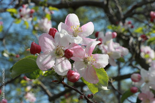 Blossoms of an apple tree (Malus domestica Rewena) photo