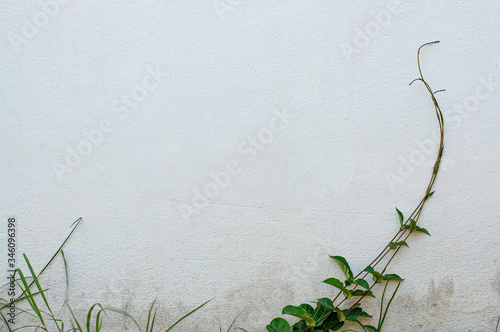 Vine growing on concrete wall or cement wall for background with copy space.