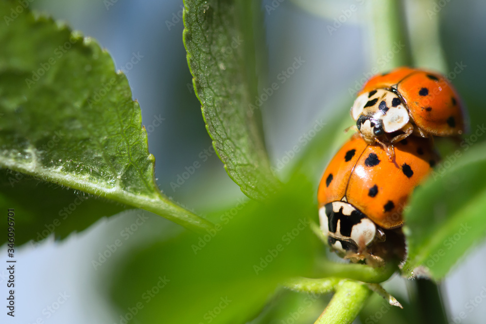 Two orange ladybirds copulating on a plant among leaves - macro Two orange ladybirds copulating on a plant among leaves - macro