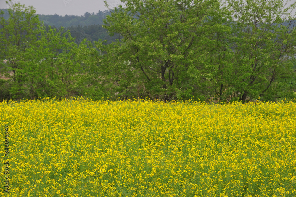 The Rape blossoms flower bed 