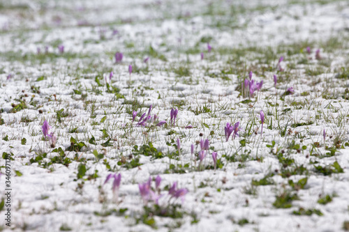 crocus in a wide green pasture in Dolomites