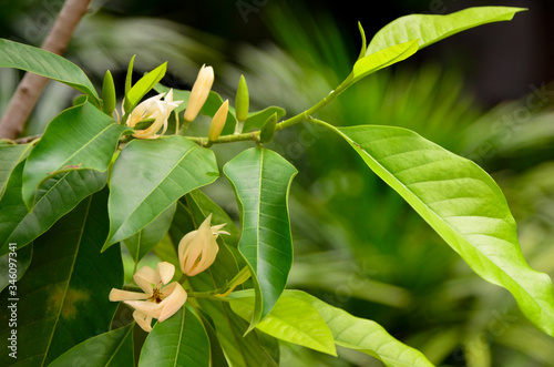 champak flower on tree photo