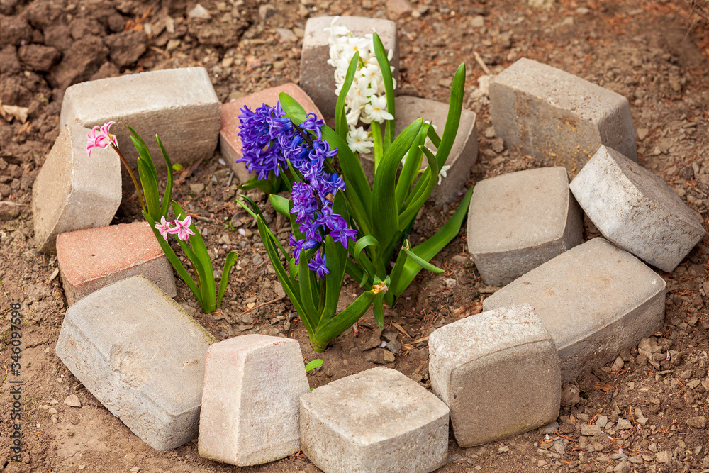 White, pink and violet  flowers grown out from the soil, fenced with stones, in home garden. Different kinds and colors of hyacinths. Planting hobby. Outdoors, copy space.