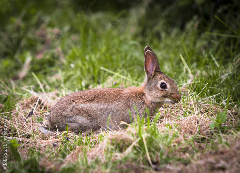 Fototapeta premium królik