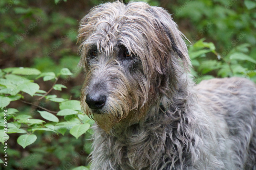 Irischer Wolfshund Irischer Wolfshund
