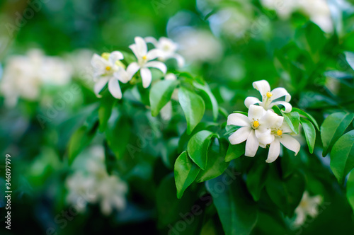 Orange jasmine flower or Murraya paniculata with green natural background.