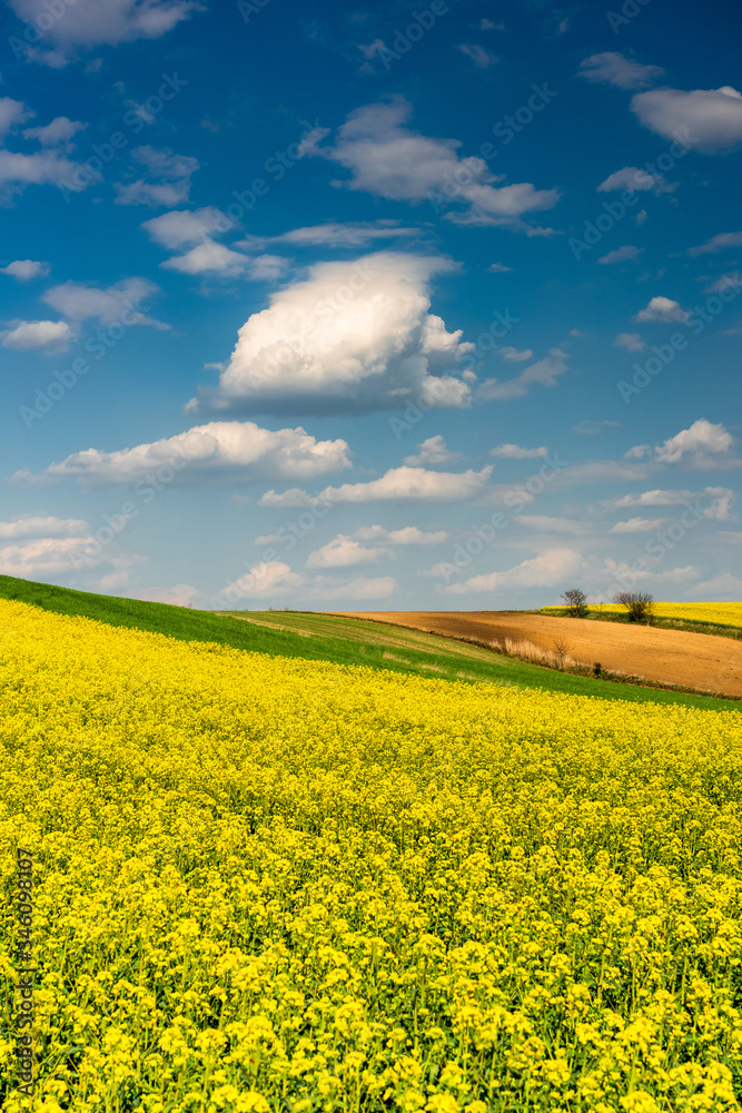 Obraz premium Canola or Rapeseed in Fields.Colorful Farmland at Spring. Blue Sky over Horizon