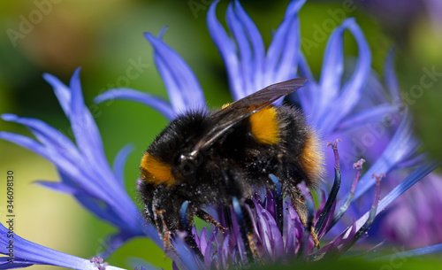 Queen bumblebee, taken from the side.
