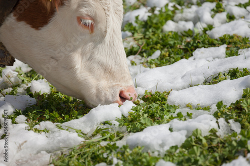 A brown alpine cow in a green pasture covered with snow in Dolomites area photo