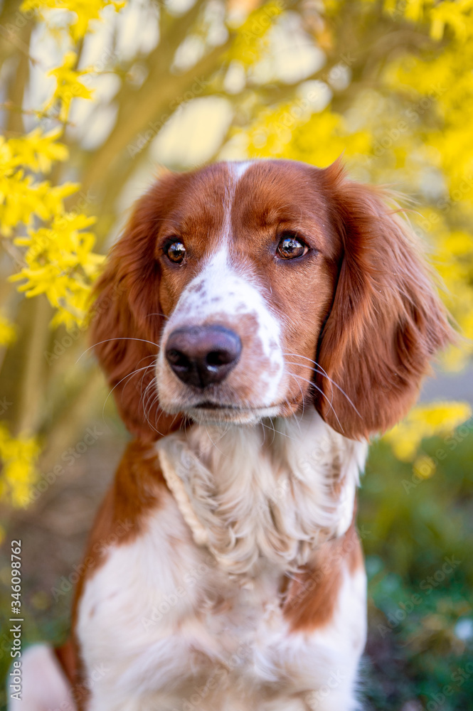 are welsh springer dogs healthy