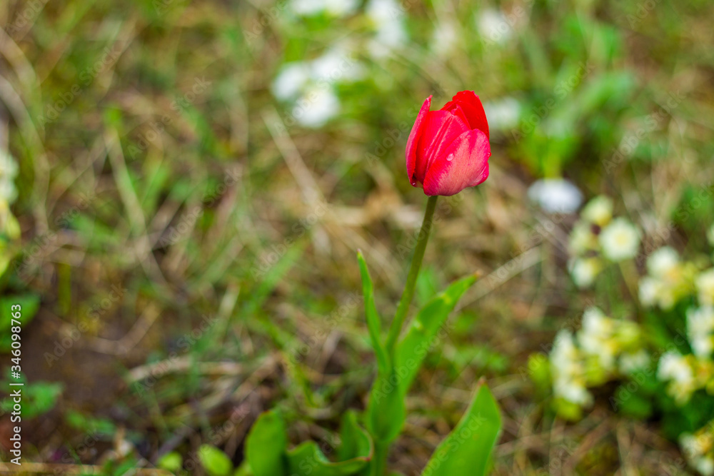 Photo a tulip flower macro