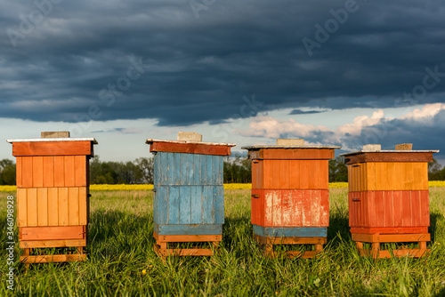 Colorful Wooden Beehives in Fields. Organic Honey Production. Beekeeping and Apiary Concept photo