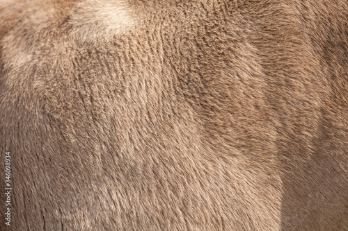 body texture from a bovine