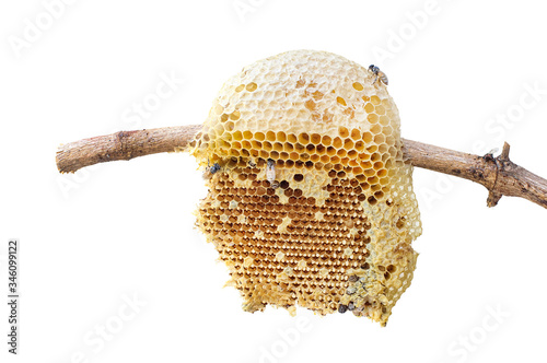 Beehive closeup on stick of tree isolated on white background