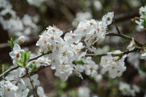 beautiful apple tree blossom in spring © bisonov