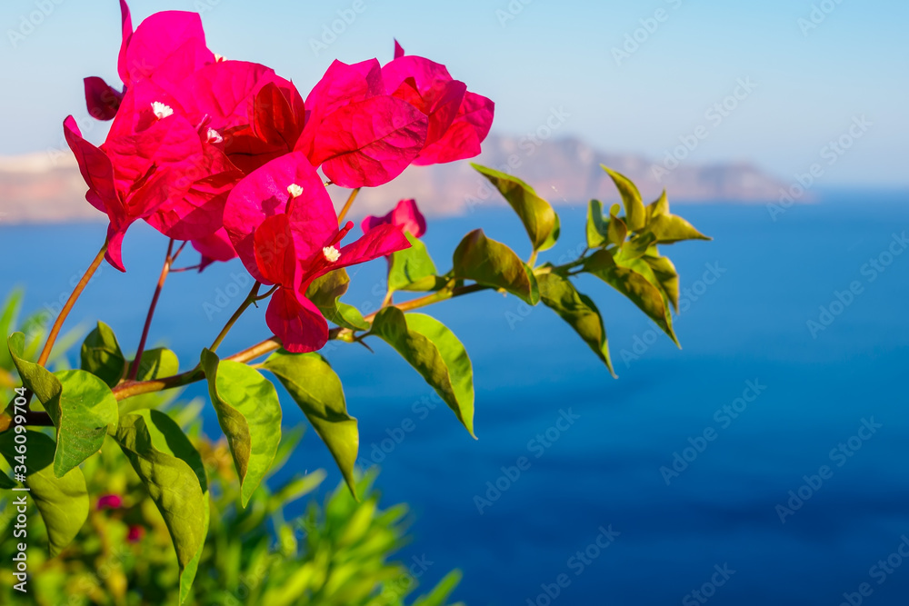 Bougainvillea flowers, Santorini sea view. Santorini, Cyclades, Greece. Bougainvillea flowers, Santorini sea view. Santorini, Cyclades, Greece.