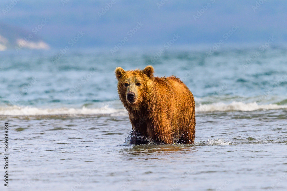 Ruling the landscape, brown bears of Kamchatka (Ursus arctos beringianus) Ruling the landscape, brown bears of Kamchatka (Ursus arctos beringianus)