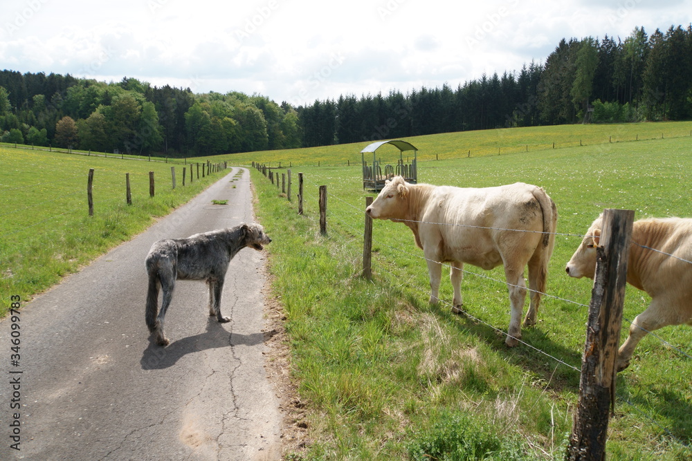 Obraz premium Irischer Wolfshund