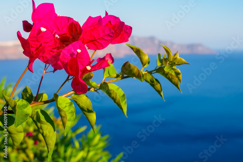 Fototapete Bougainvillea flowers, Santorini sea view