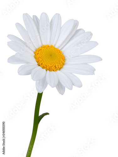 Lovely white Daisy  Marguerite  in side view  isolated on white background including clipping path.