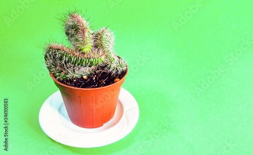 cacti in pots on green background