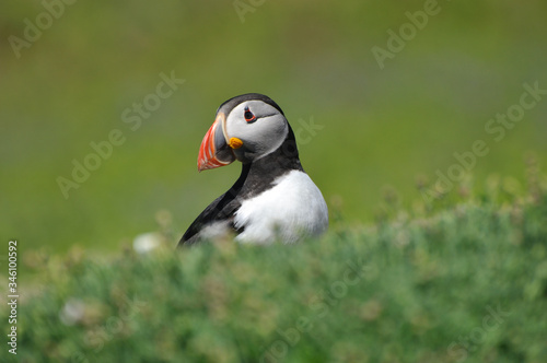 Face to face with Atlantic puffin Fratercula arctica © Maciej