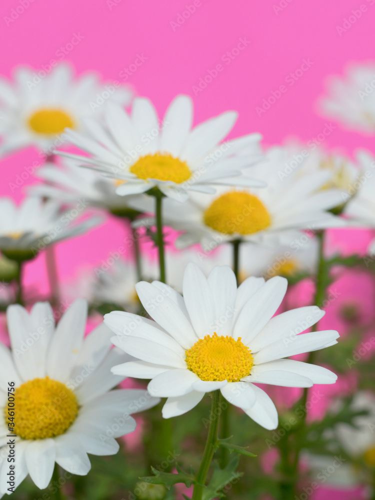 Obraz premium ノースポールの花 