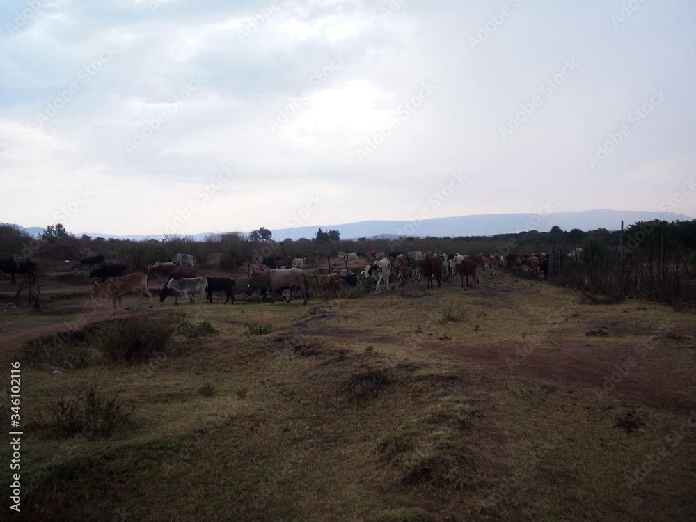 Animals rushing to the river, Safari, Game Drive, Maasai Mara, Kenya